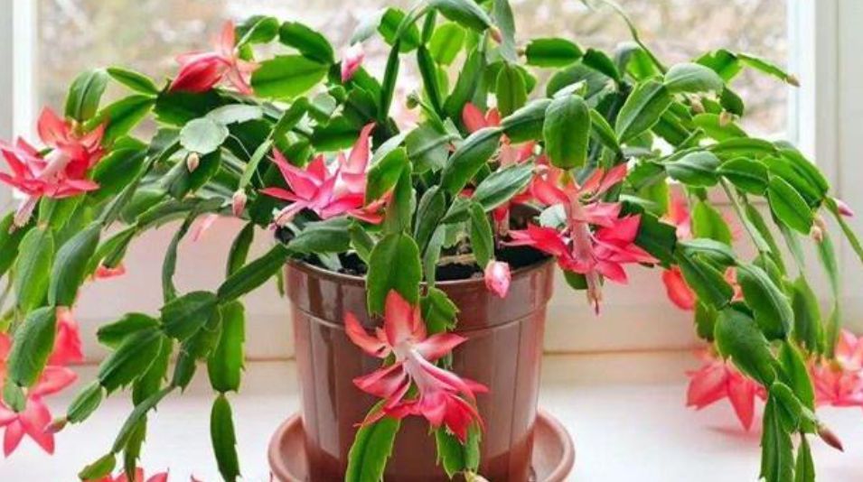 蟹爪兰过年期间怎样养护?这几点很关键,做错了就会影响开花!