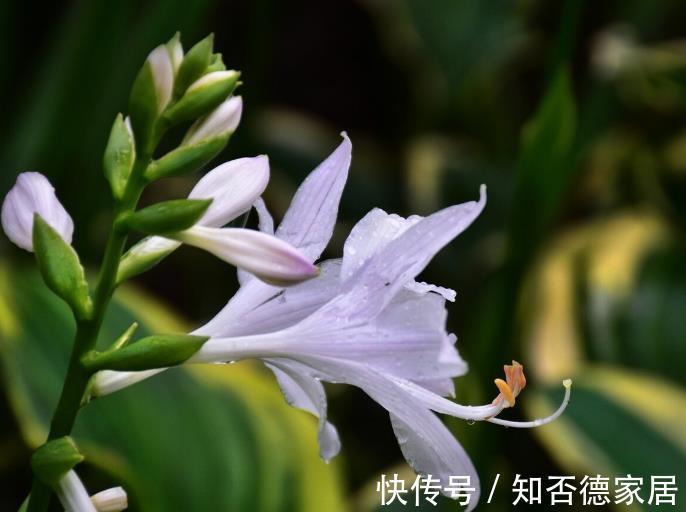 适应能力|零下20度冻不死的花草清单,种在北方小院,可多年赏花