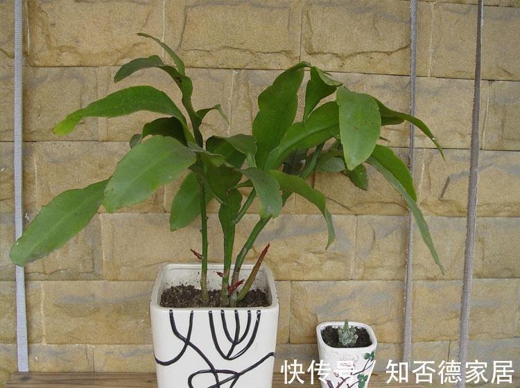 4种漂亮花,下个月就开花,现在别“瞎修剪”,耽误一年开花量