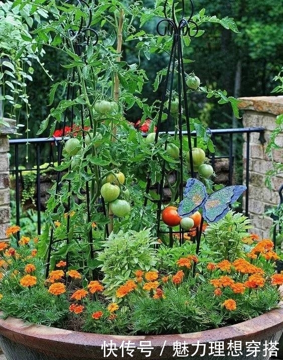 菜园|在家打造小菜园,妈妈们不用买菜啦