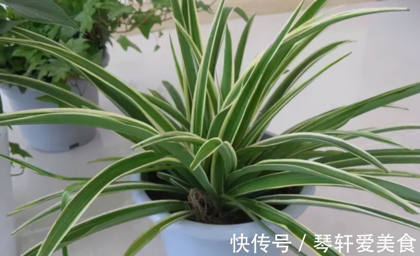 养花|松树三宝：松果壳、松针、松树皮，拿来养花，各有妙用