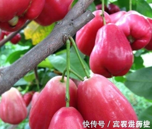 树苗|养花不如栽果树，试试种几款果树，果子大又甜