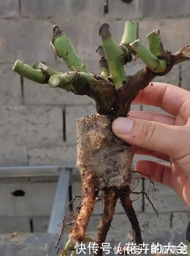 3种花养在小盆里,2年变老桩,茎干粗壮开花香,1次能开50朵