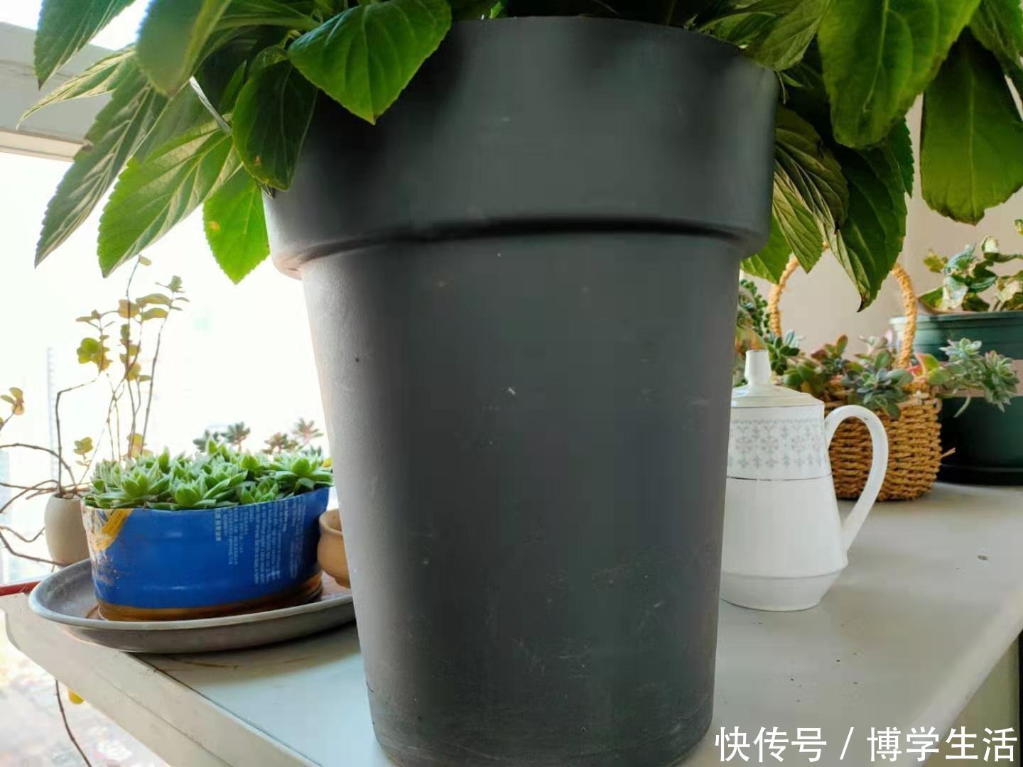 土壤|花盆底垫什么好?推荐一些实用的东西,既透水又保肥