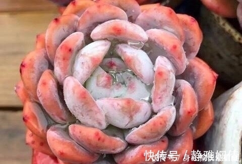 多肉|爱多肉的花友几乎都养过的8个品种,长寿花老少皆宜,桃蛋最迷人