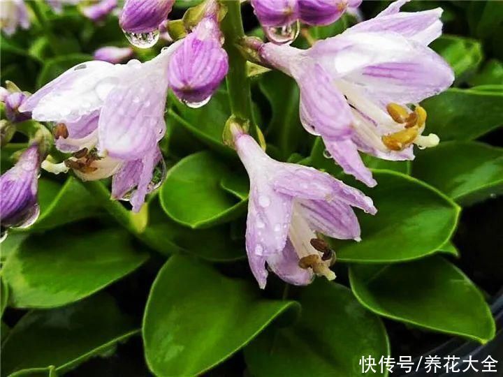 绿萝|家里别只养绿萝，15种精致耐阴花，光照不好也能长很美