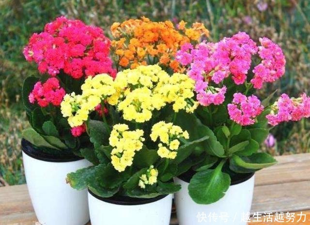 年底逛花卉市场,4种“耐养”花,建议安排起来!