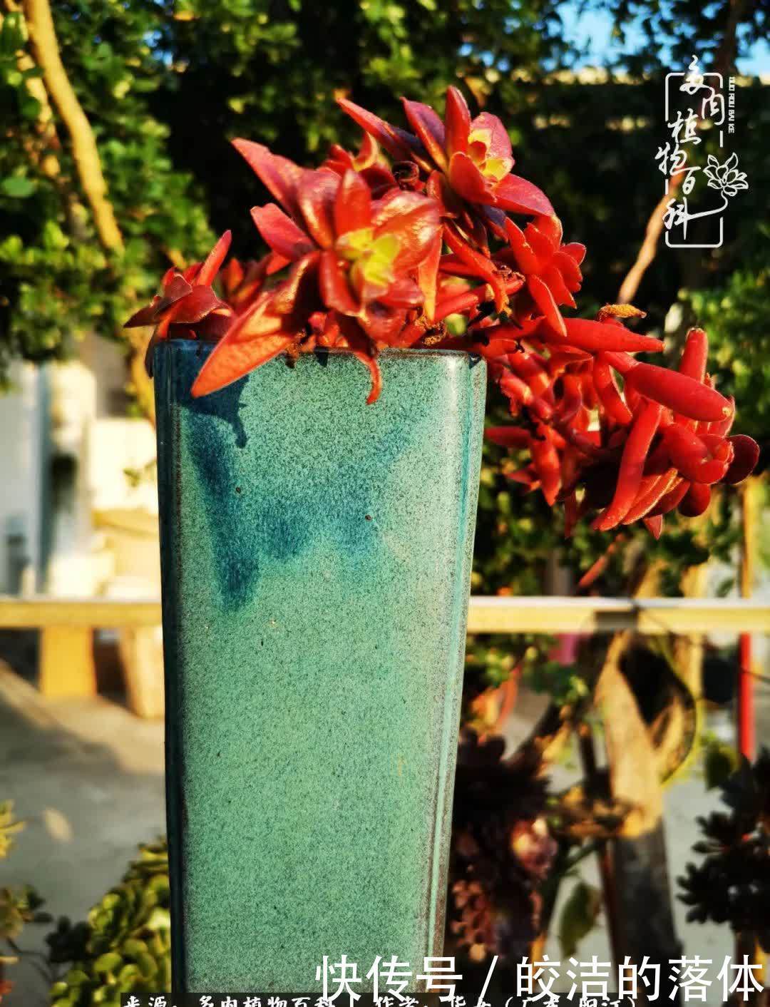 广东的冬天是多肉的春天,时间是最好的魔法师!