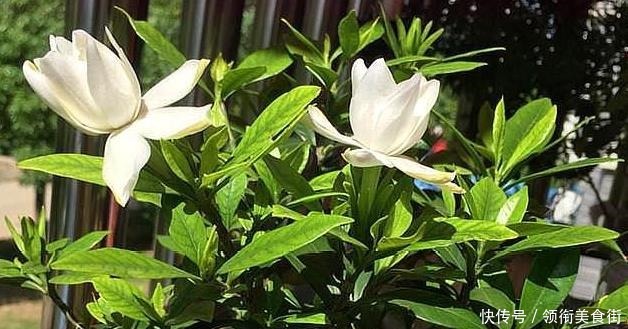 茉莉花|野外捡点“这种土”，栀子花茉莉花最喜欢，透气有营养，省钱好用！