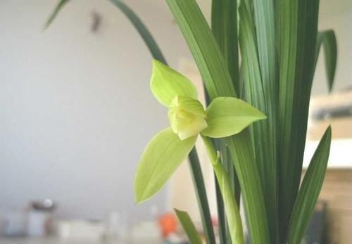 什么叫兰花服盆？怎样才能算服盆？