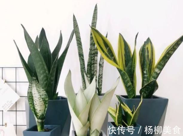 养了1年的虎皮兰,盆都挤爆了,教你1个小方法,一盆变多盆