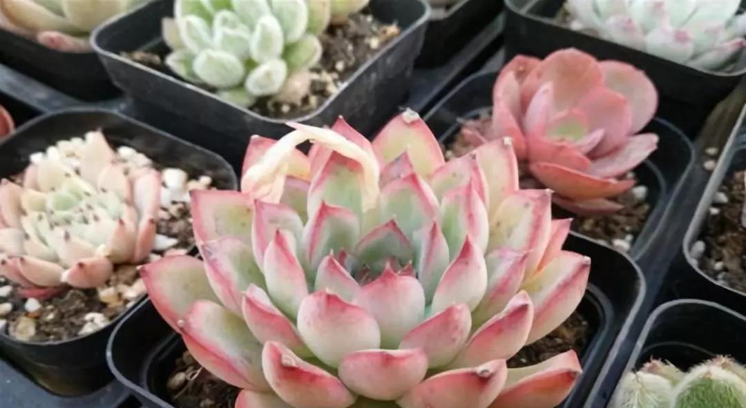 冬天怎么养花不会死，六个要点要记牢