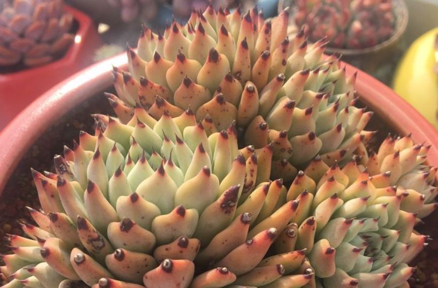 肉友|给多肉喷药?请注意7点,要不你可能把多肉喷挂了,自己还出问题