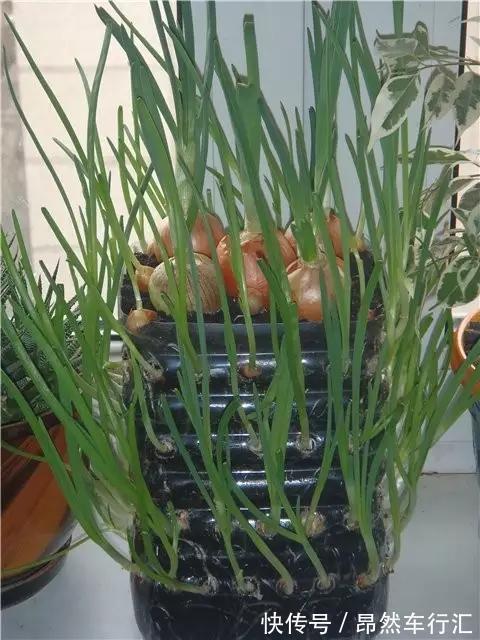 小菜园|养花技巧:一个油桶胜过两花盆,种菜养花好用又省钱!