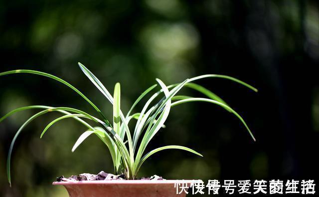 兰株|兰花弱苗复壮,仅仅是施肥吗?主要的技巧有这几点