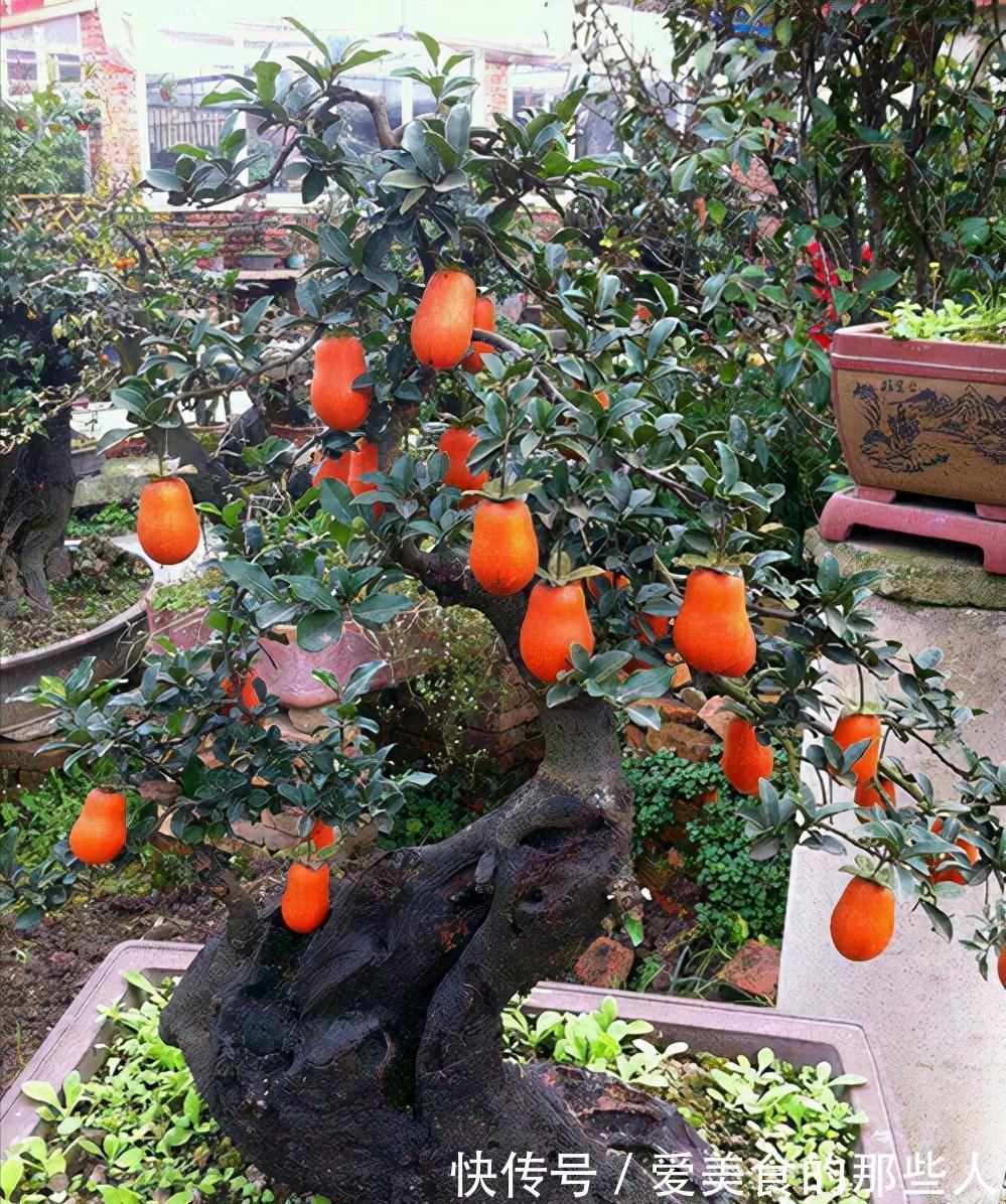 7种“吉祥果”，家里种一棵，喜气洋洋又“富贵”