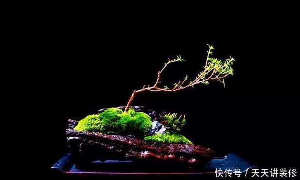 红砖、青瓦、烂木头,一定要拿来养花,一个比一个有韵味