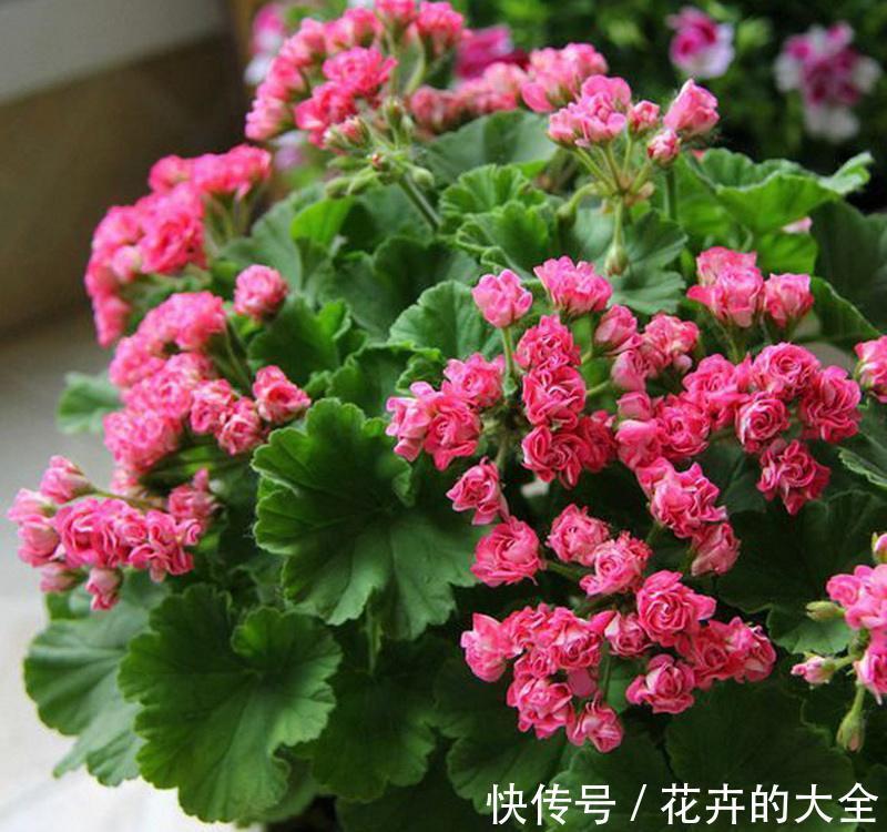 7种适合养在窗台上的花,不但花期长,开花漂亮还都超好养