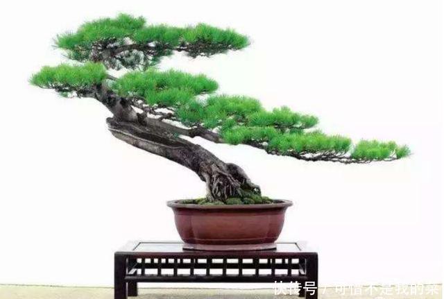 飘枝盆景造型枝飘则动，动则有神韵