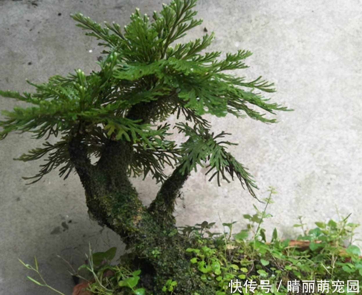 九死还魂草|还魂草野外到处都是，碰到后别犹豫，拿个袋子挖走