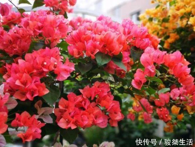 旺财|4种花养家里,好打理,易爆盆,花开不断,还能旺财