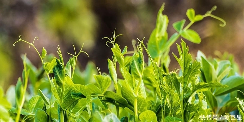 春吃芽,5种“春芽”要多吃,2种“毒芽”可别吃,健康最重要