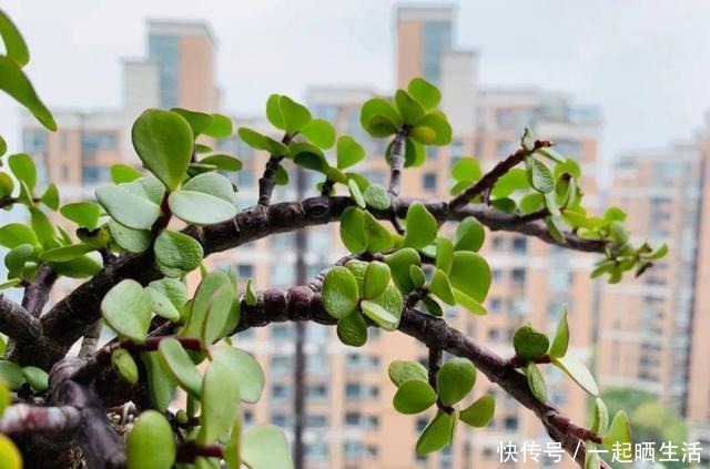 金枝玉叶开花了，特罕见，比雅乐之舞还美！金枝玉叶开花了，特罕见，比雅乐之舞还美！