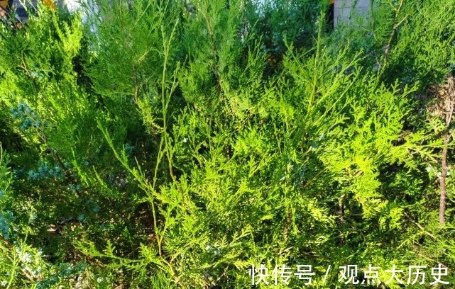 球花|旅行识花,它开花像花又似果,墓地陵园最多却少有人见过它