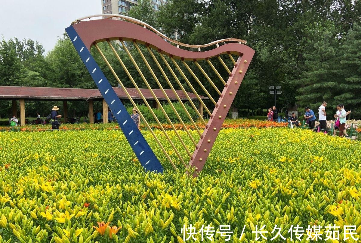 百合花|沈阳沈水湾公园:又美又仙百合花海