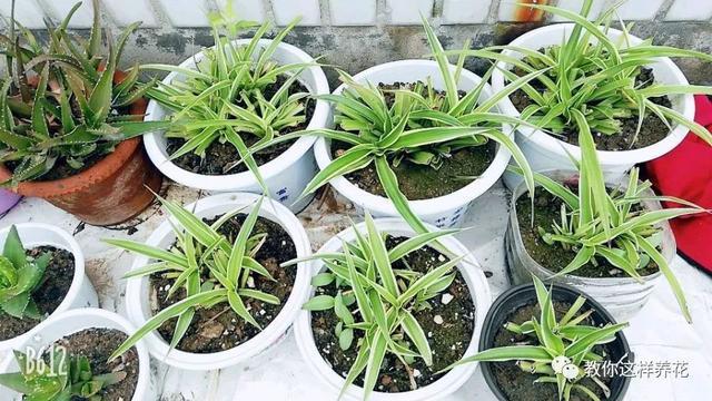 花友|用好3招,吊兰马上抽条长新叶,还呼呼开花!