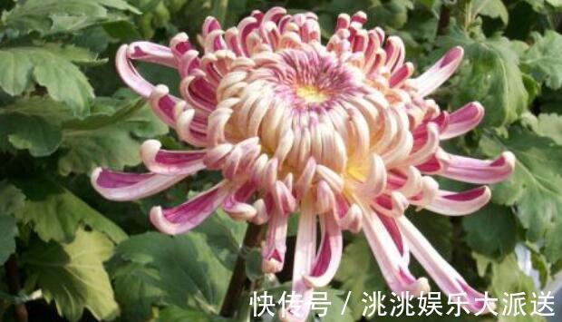 仙人|家中养菊花不妨选“雪青仙人”不但花开似“仙子”还有90天花期