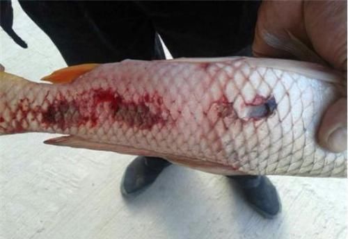 寄生虫|3种“最脏”的鱼,寄生虫超多,很多人不知,还经常买来吃