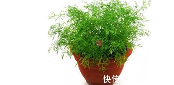 茴香菜|“皇帝菜”功效奇高,抗菌抗衰老、预防癌症,可惜没好多人喜欢