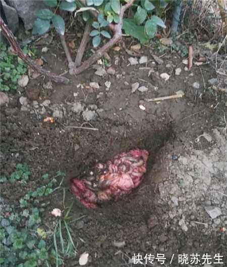 日晒|入秋月季不开花,从这三方面入手,开花一茬接一茬,花量大还抗病