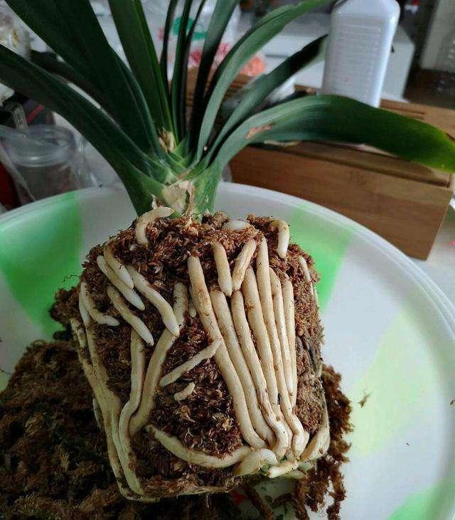 君子兰换盆时要剪根别太随意，剪错会整盆死