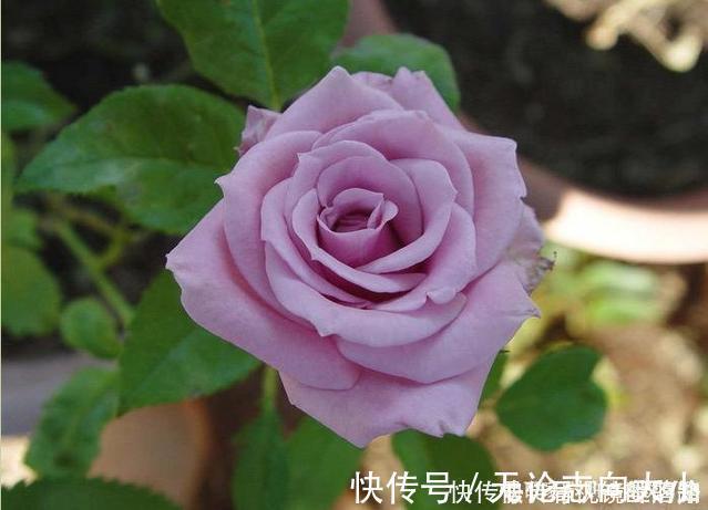 月季|20款紫色月季品种。浓香、抗病非常好养,天然紫色唯美盛开
