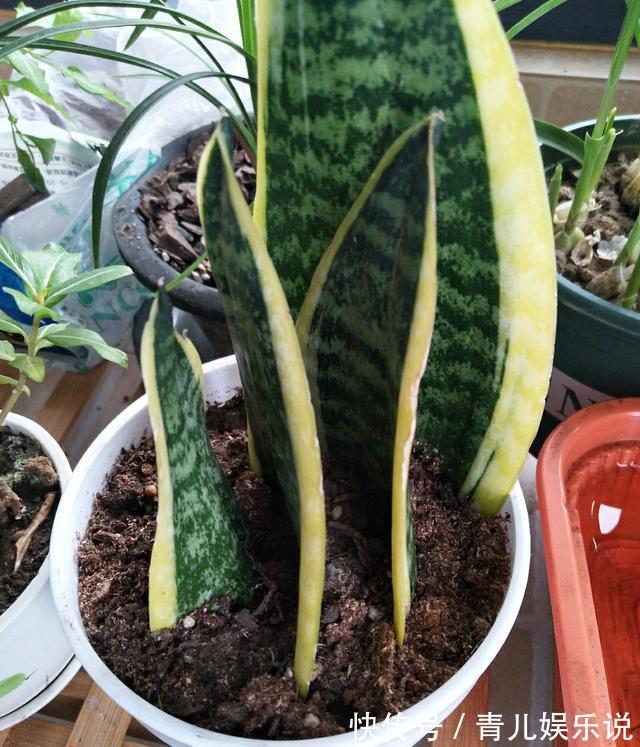 扦插虎皮兰要谨慎,生出一窝“老祖先”,一点也不好看