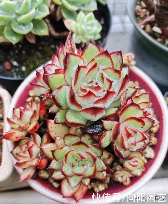 浇水|刚开始接触多肉，养护要谨慎，先买便宜的，养活了再买好的