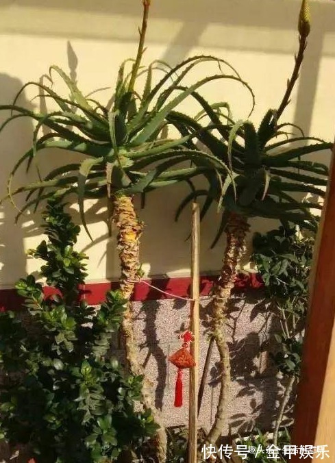 芦荟养越久,越有“价值”,3招学会了,让你家芦荟变成“树”!