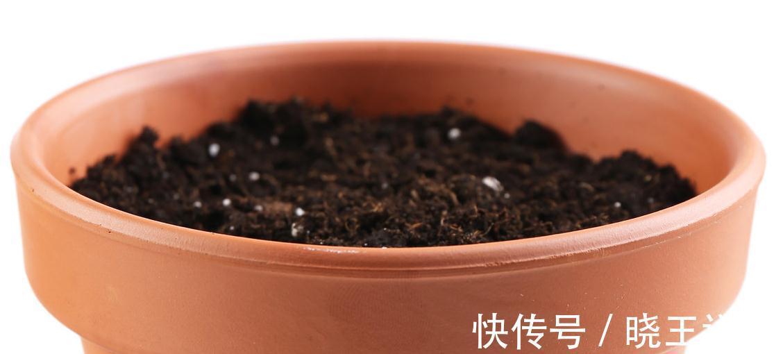 长寿花换盆，这样操作，开花多不烂根