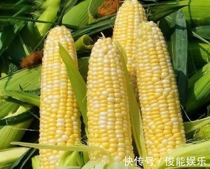 谷光甘肽氧化酶|玉米是营养粗粮,每天吃点好处多,可惜此类人不适合吃,了解吗
