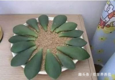 家庭3种“福气树”,整盆买很贵,不如用根枝条来扦插,30天成活