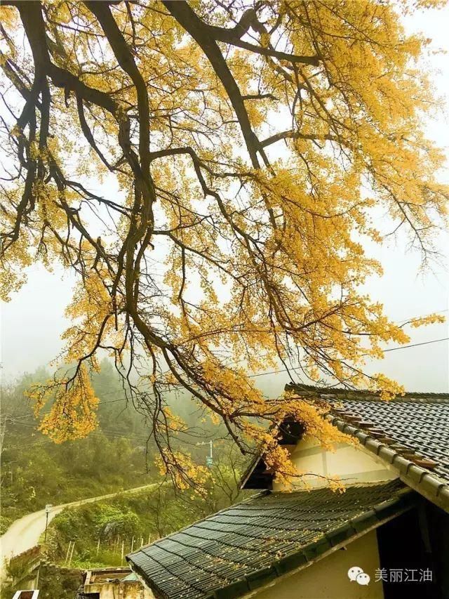 风动|【创建天府旅游名县】色在深秋，风动叶飘零，李白故里美色迷人，要你好看！