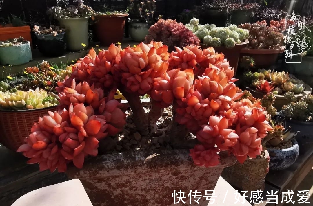 治愈之“肉”:愿所有的养肉人都被这些“胖子们”治愈