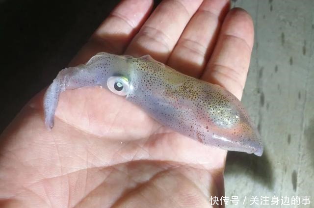 东山海鲜界的第一网红小管,究竟有多好吃!