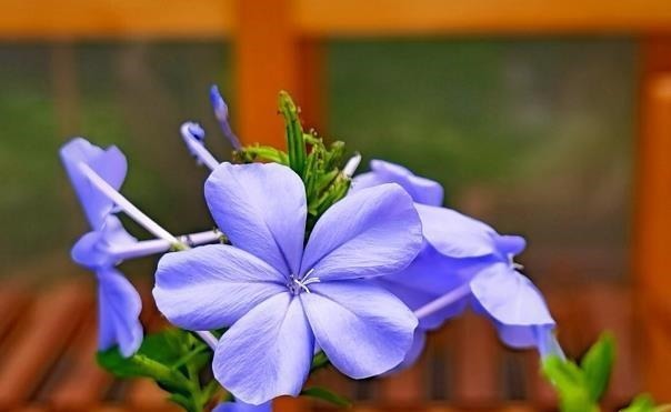 五种漂亮的花，可以趁热天繁殖小苗，温度高更利于生根