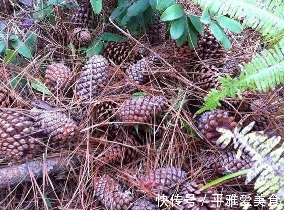 松子!农村阿姨,村里捡了一堆的“松果”,回家改造后邻居出2千来买