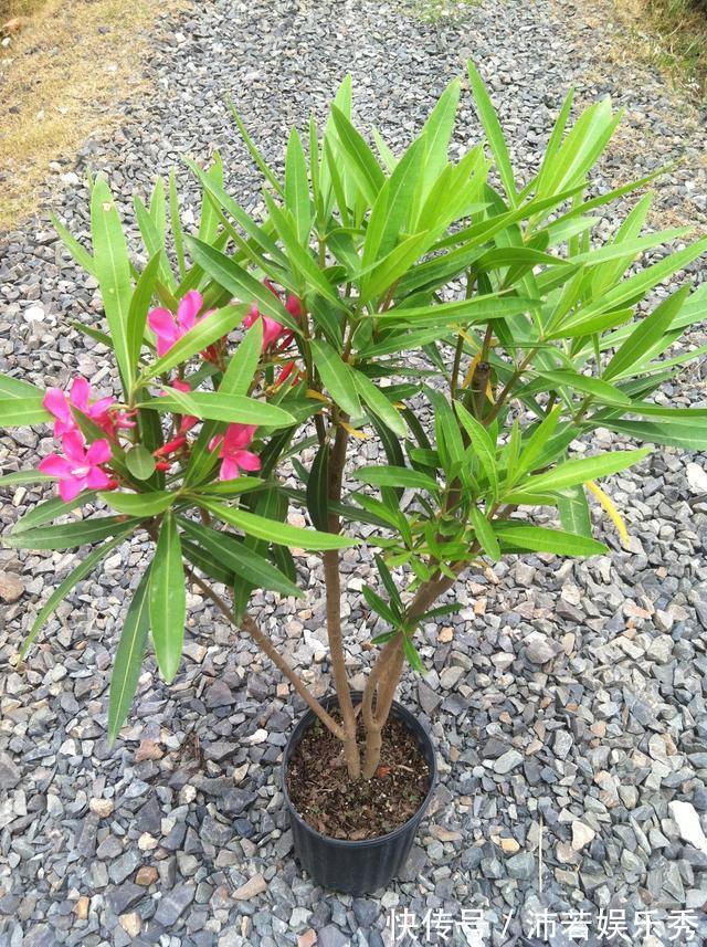 洋水仙|6种“有毒花”,连叶片都有毒,很多人家里都养了,看看你中招没