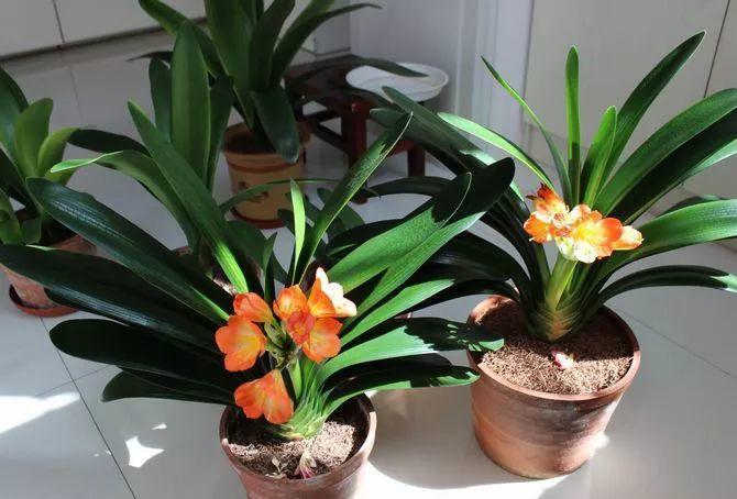 扦插|不用扦插,养花1盆变10盆,把根一掰,成活率翻倍!