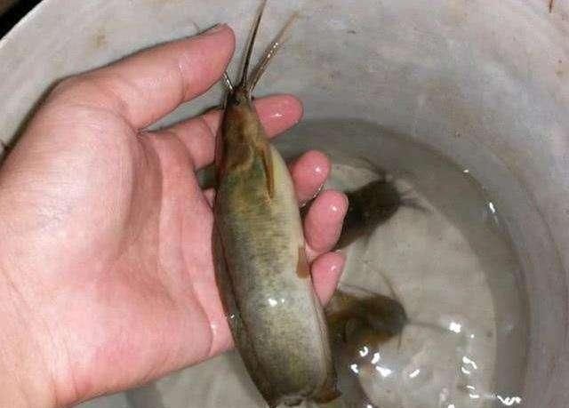 刺激|野钓鲶鱼,非常刺激,常用的垂钓方法有哪些呢